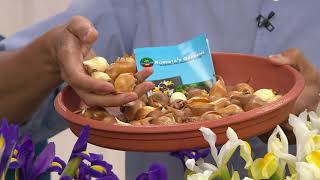 Roberta's 48-Piece Dutch Iris Mix on QVC