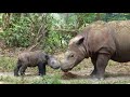 Badak Sumatera dan Jawa dengan International Rhino Foundation