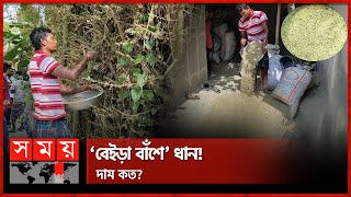 ‘বাঁশের চালে’ রান্না হচ্ছে ভাত-পোলাও-পায়েস | Bamboo Rice | Dinajpur News | Somoy TV