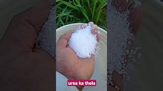 urea khad// urea fertilizer// urea #shorts