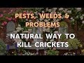 Natural Way to Kill Crickets