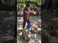 Remy Ishak Layan Anak Bagi Makan Kambing...