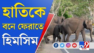 হাতিকে জঙ্গলে ফেরাতে নাজেহাল প্রশাসন, বন্ধ করা হল ৩১ নম্বর জাতীয় সড়ক | Elephant | Jalpaiguri