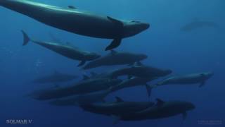 Swimming with false killer whales – Solmar V