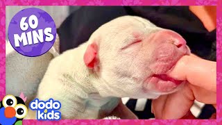 60 Minutes Of The Most Heroic Animal Rescues | Dodo Kids | 1 Hour Of Animal Videos For Kids