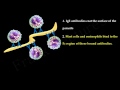 Helper T Cells TH1 cells,  TH2 cells,  TH17 cells,  TFH cells and Treg cells (FL-Immuno32)
