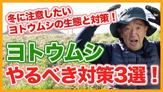 家庭菜園や農園の冬野菜栽培で冬に注意したいヨトウムシの生態と害虫対策３選！ヨトウムシ被害を激減させるコツを徹底解説！【農家直伝】