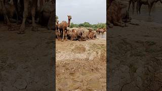 جمل يجلس مع قطيع من الإبل#animals #natureslover #camelinthedesert #comedy #funny #desertlife