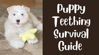 Puppy Teething Survival Guide Including What to Do & Not Do