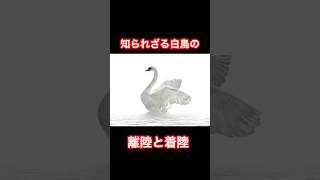 白鳥の離陸と着陸のやり方　#動物#雑学#生態#ぱいせんチースチース#ずんだもん#白鳥