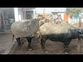 hot buffalo meeting and cow meeting(5)