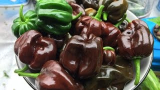 Harvesting Chocolate Scotch Bonnet - 72 Fruits