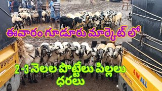 గూడూరు మార్కెట్ లో 2- 3 నెలల పొట్టేలు పిల్లలు ధరలు 6-8-2024 gudur sheep goats market#