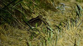 チュウジシギ冬羽210919千葉県