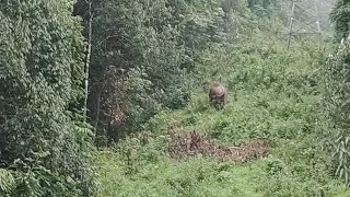 വാൽപ്പാറ പോകുന്ന വഴിയിൽ കാട്ടാനകളുടെ കൂട്ടത്തിൽ നിന്ന് തലനിരക്ക് രക്ഷപ്പെട്ടു ഞങ്ങൾ ഓടി