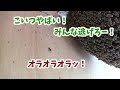 ant vs japanese honeybees