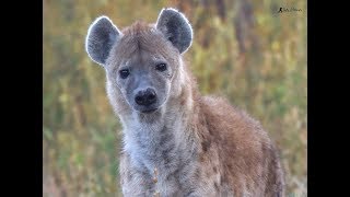 Ethiopian Wildlife | Arsi Mountain Range