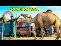 LAST DAY CAMEL KA SODA HOGAYA 😍 | MANDI VLOG | MISHKAT KHAN