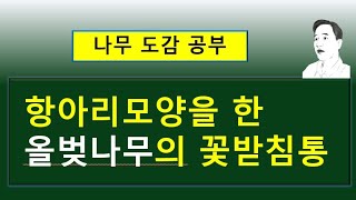 올벚나무 vs 처진올벚나무 vs  수양올벚나무 '펜둘라 로세아'의 서로 다른 차이점