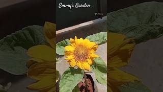 அழகான சூரியகாந்தி 🌻// Sunflower #shorts #tamil #garden #flowers #youtubeshorts