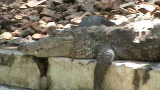 Tyavarekoppa Lion and Tiger Safari crocodile snooze