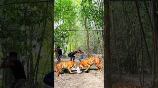 Two Tiger Attack a Man in the Jungle #viral #vfx #tiger #videos