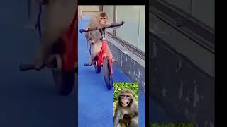 funny monkey manki comedy video cycle chalata bandar monkey cycling 100 m views #shorts(750)