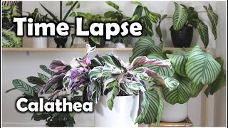 Calathea White Fusion TimeLapse 7h in 20s