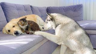Confused Husky Can’t Understand Why Cats Love Golden Retrievers!!