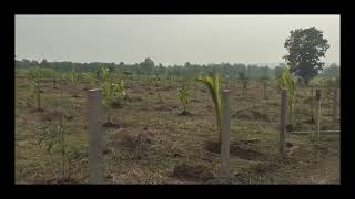 Exclusive Half-Acre Agricultural Land Plot in Palghar, Wada | Perfect for Second Home