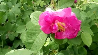 Декоративная роза и дикая пчела Decorative rose and wild bee 装饰玫瑰和野生蜜蜂 Dekorative Rose und Wildbiene