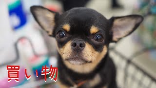 #366 黒豆くん買い物に行く後編【看板犬チワワ】