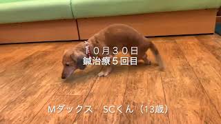 鍼治療　Mダックス（SCくん13歳）ヘルニア　５回目　2020/10/30