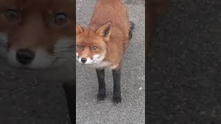 another friendly fox