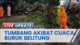 Waspada Cuaca Buruk di Belitung, Angin Kencang Tumbangkan Pohon hingga Aliran Listrik PLN Terputus