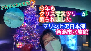 2021年11月24日 マリンピア日本海のクリスマスツリー 新潟市水族館 大荒れの日本海