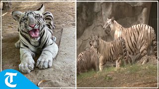 Environment Minister Bhupendra Yadav releases white tiger cubs in Delhi Zoo