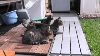 黒しま子猫と白しま子猫の猫レスから逃れるしましま子猫 kitten and mother