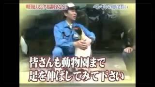 ペンギンの脚は長い。トリビアの泉