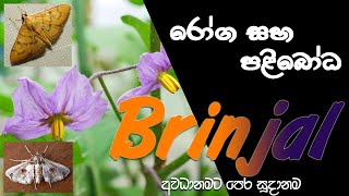 වම්බටු වගාවේ රෝග හා පළිබෝධ  [ Brinjal Pest & Disease ]