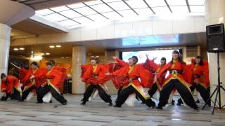 大阪芸術大学 よさこい×結び 第十回京都さくらよさこい