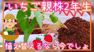 イチゴ/親株2年生を植え替えるなら今がベスト/家庭菜園/プランター栽培/2023年