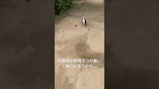 妊娠中の野良ネコが着いて来いと言うので、、、①