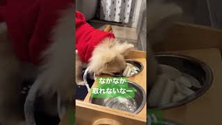 【ポメラニアン×チワワ犬】早食い対策の効果ありじゃないでしょうか