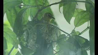 斯氏繡眼(Swinhoe's White-Eye)，發現築巢第三天。