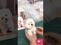 Two white puppies that touch the same