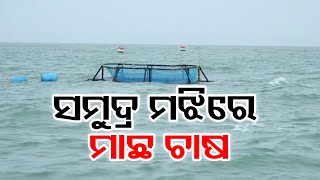 ସମୁଦ୍ର ମଝିରେ ମାଛ ଚାଷ | Odisha Reporter