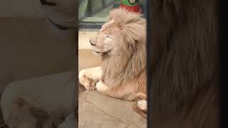 正月🎍⑯ホワイトライオン・白獅子・セラムくん・沖縄こどもの国・・・White_Lion・Okinawa Zoo \u0026 Museum(20230102)