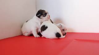 チワワの子犬（2018/7/24生）埼玉県(関東)チワワブリーダーで見学できます。【子犬販売スマイルわん】