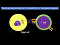 Antigen Processing and Presentation (PART I) MHC I Antigen Presentation pathway (FL-Immuno25)